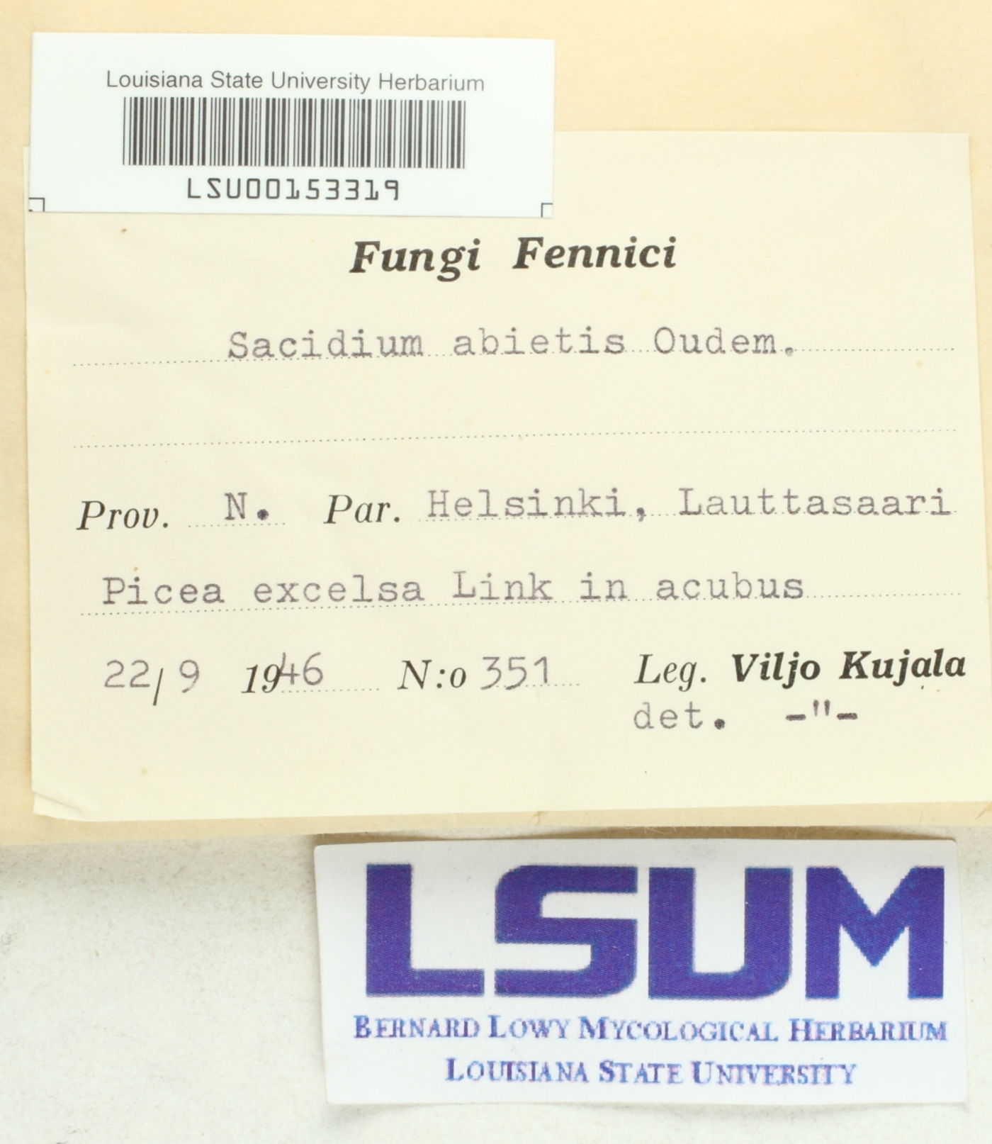 Sacidium abietis image
