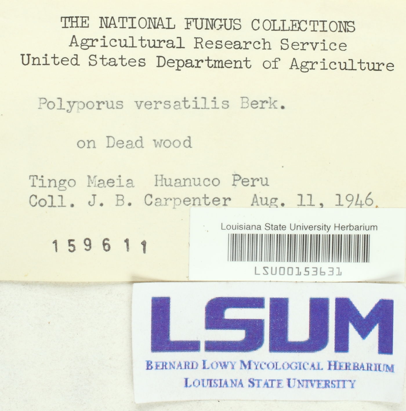 Polyporus versatilis image