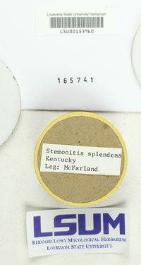 Stemonitis splendens image