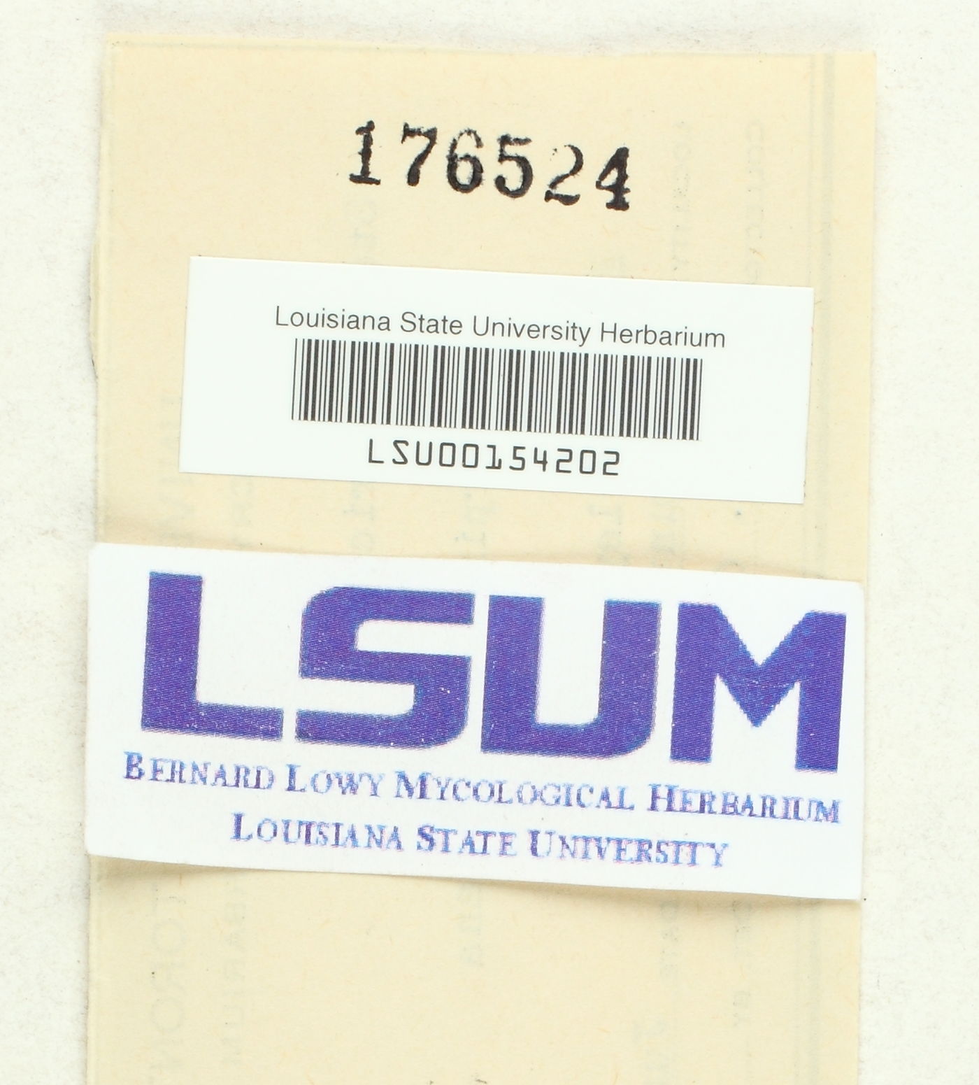 Stereum vellereum image