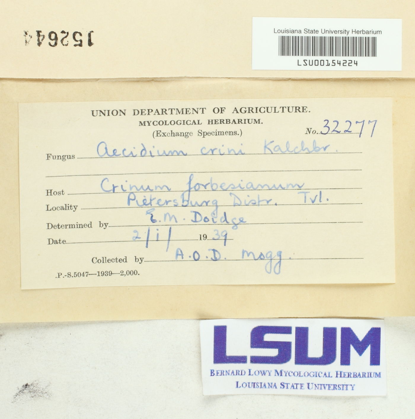 Aecidium crini image