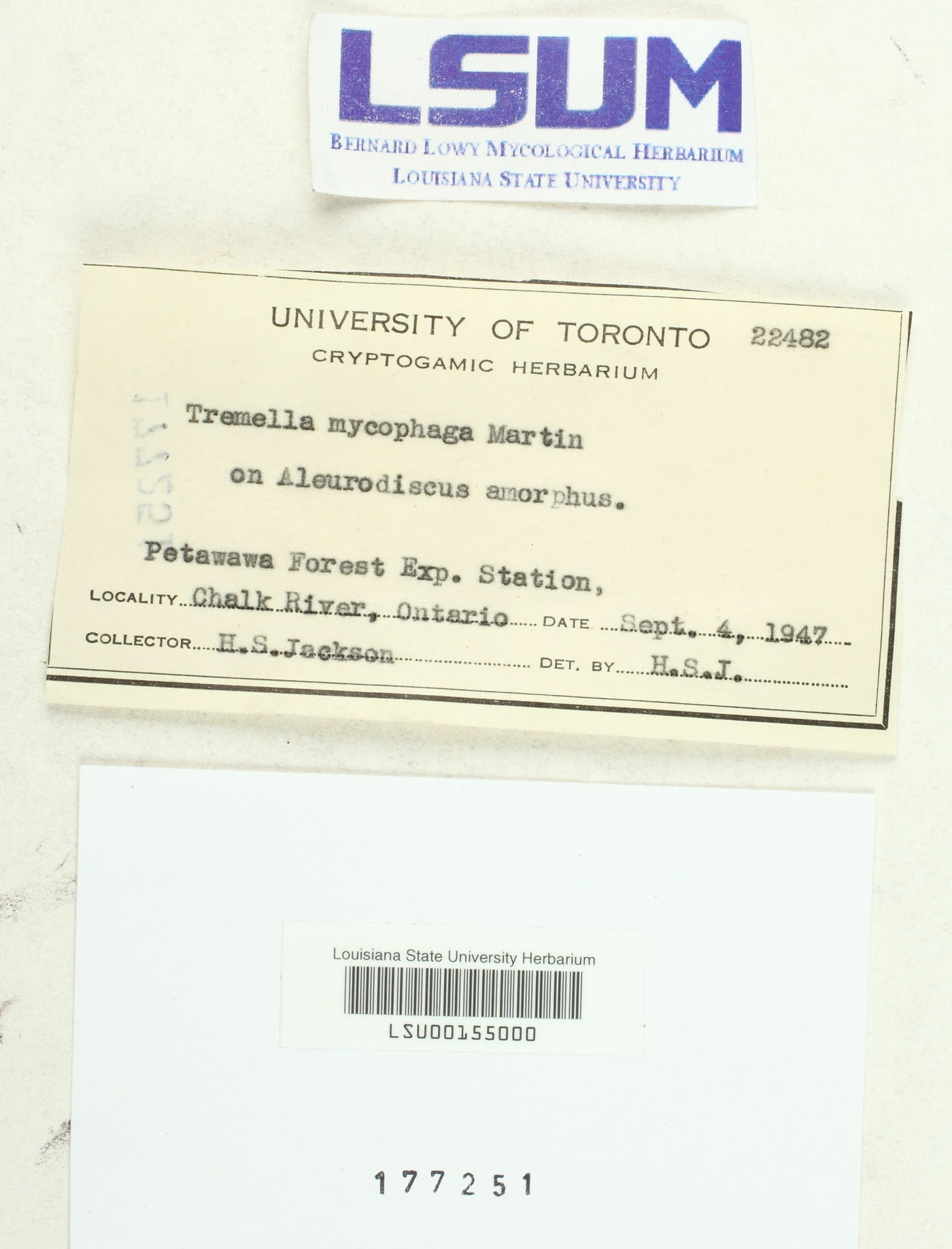 Tremella mycophaga image