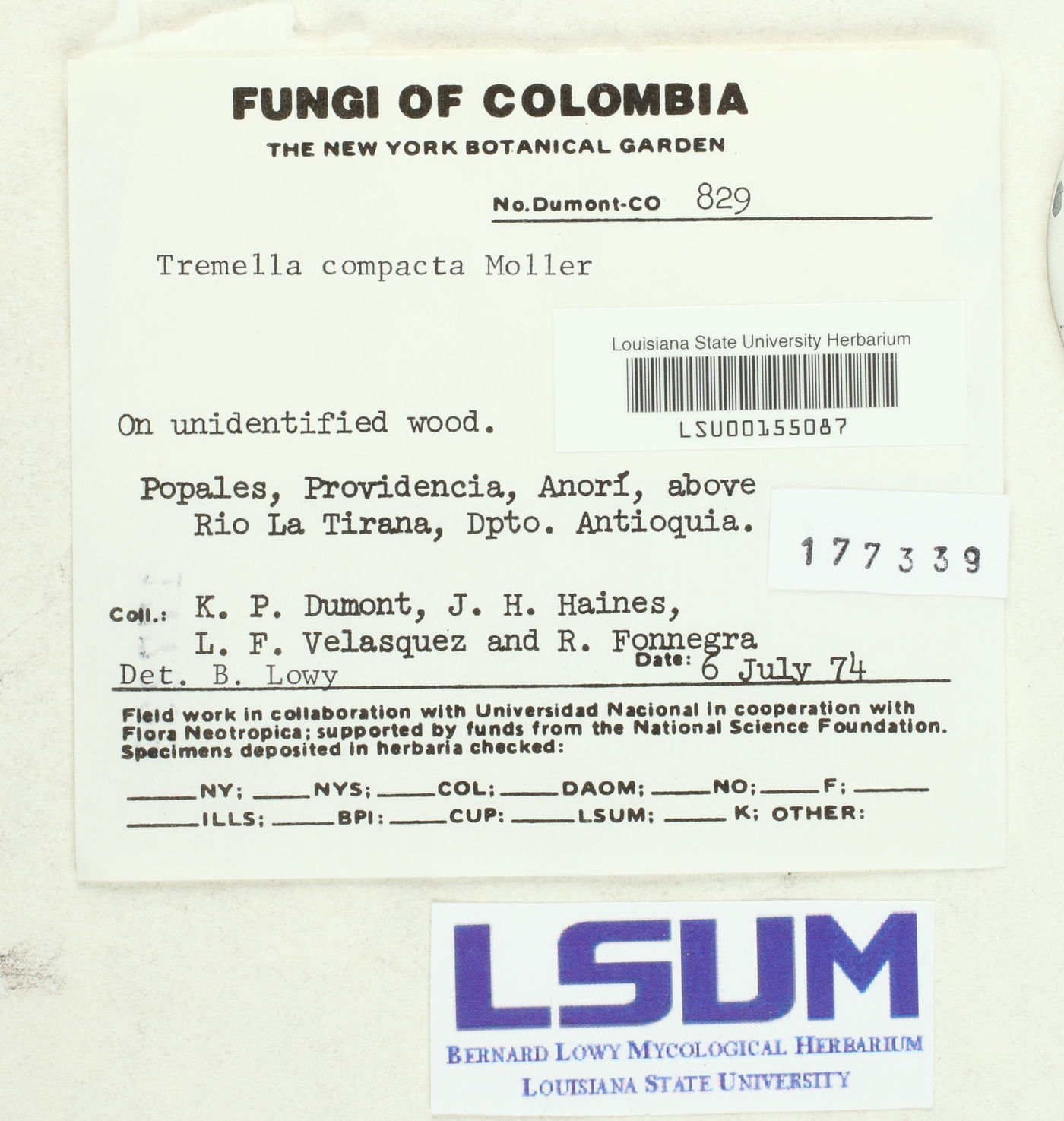 Tremella compacta image