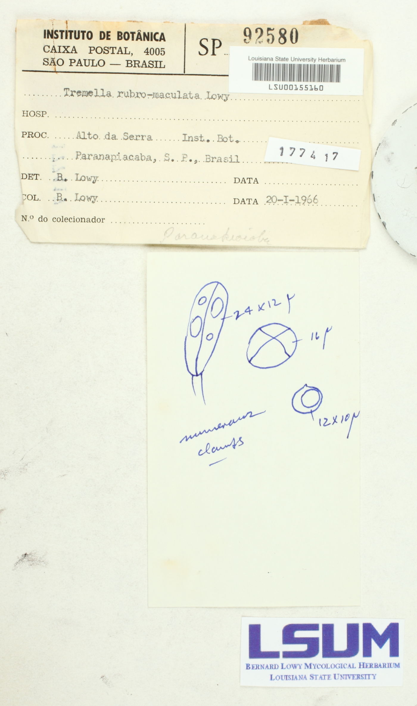 Tremella rubromaculata image