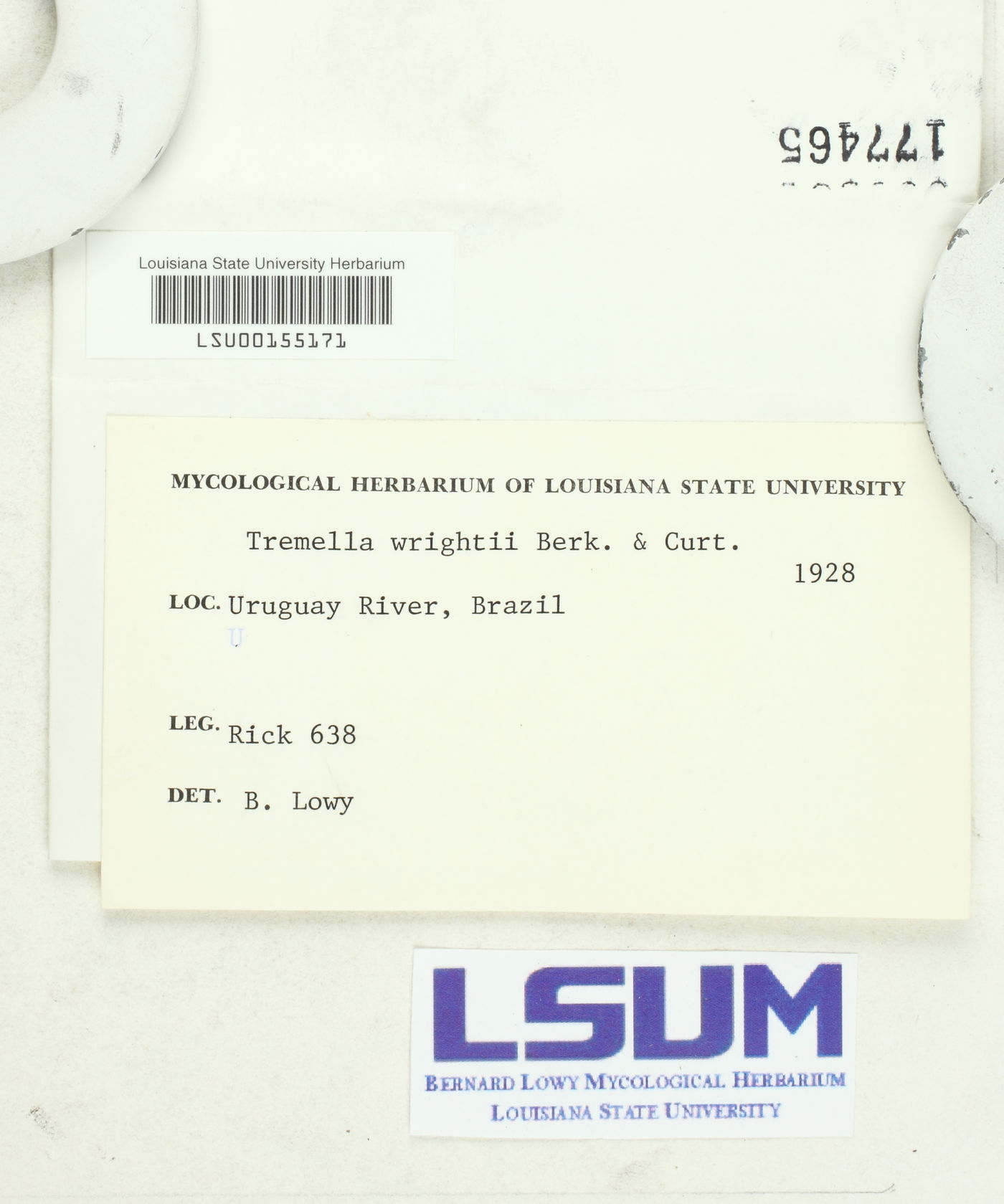 Tremella wrightii image