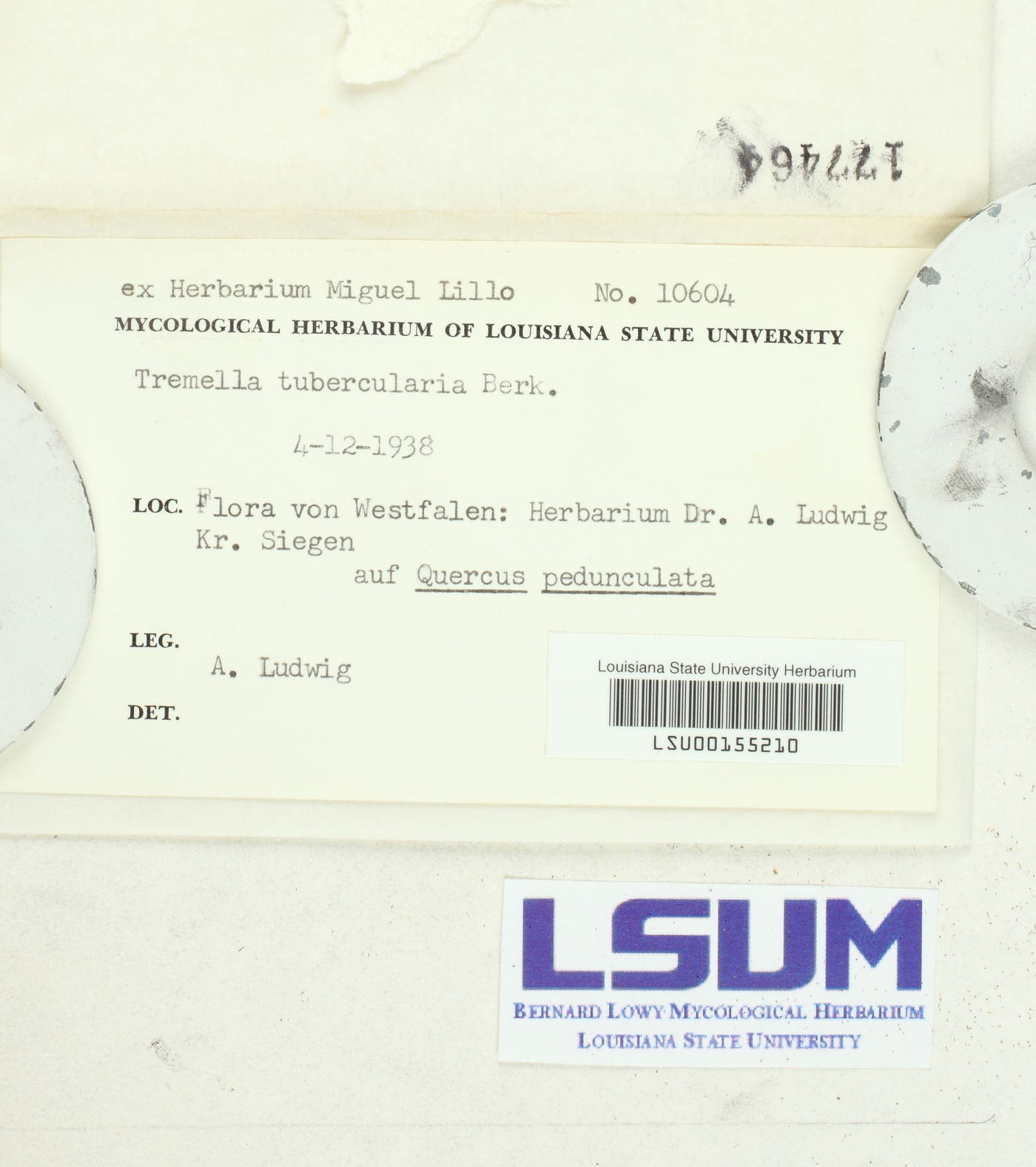 Tremella globispora image