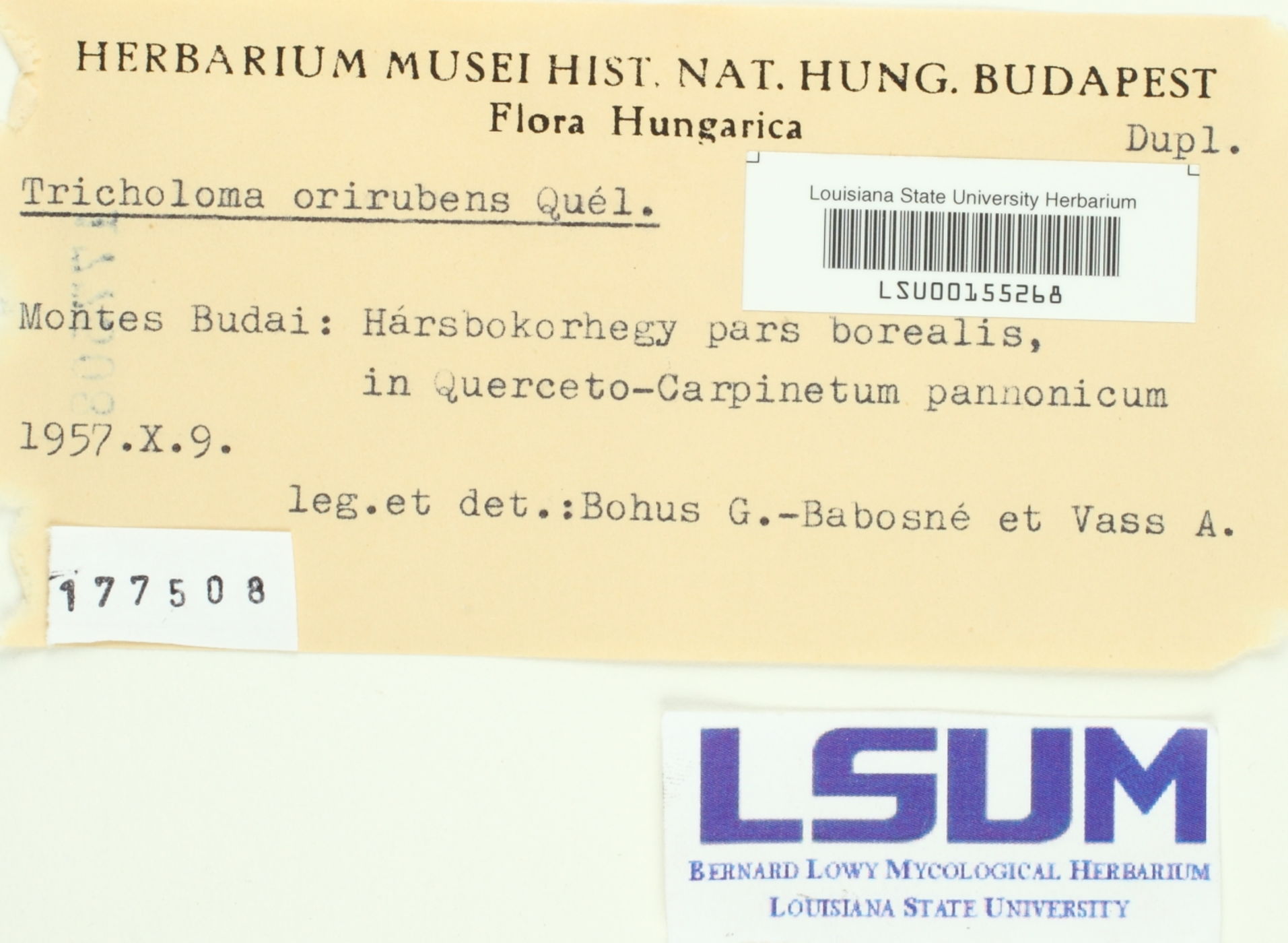 Tricholoma orirubens image