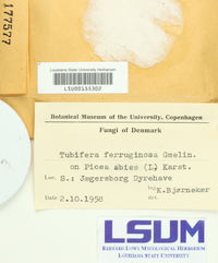 Lycoperdon ferruginosum image