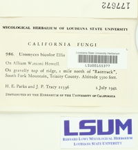 Uromyces bicolor image