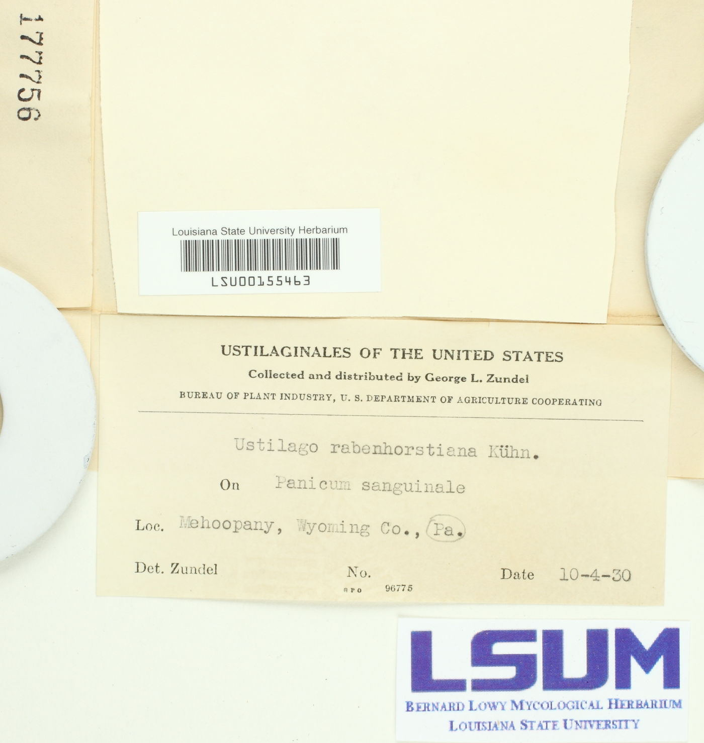 Ustilago rabenhorstiana image