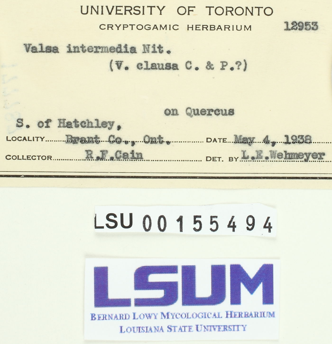 Valsa intermedia image