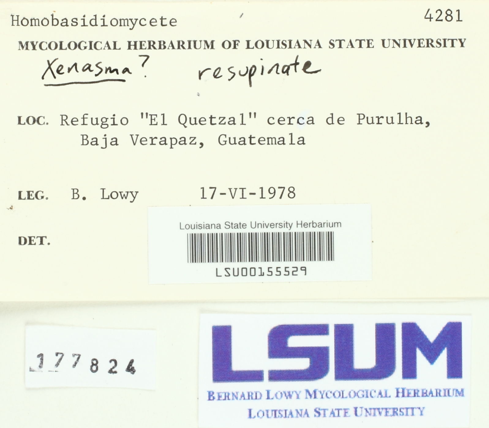 Xenasma image