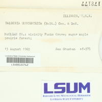Daldinia concentrica image