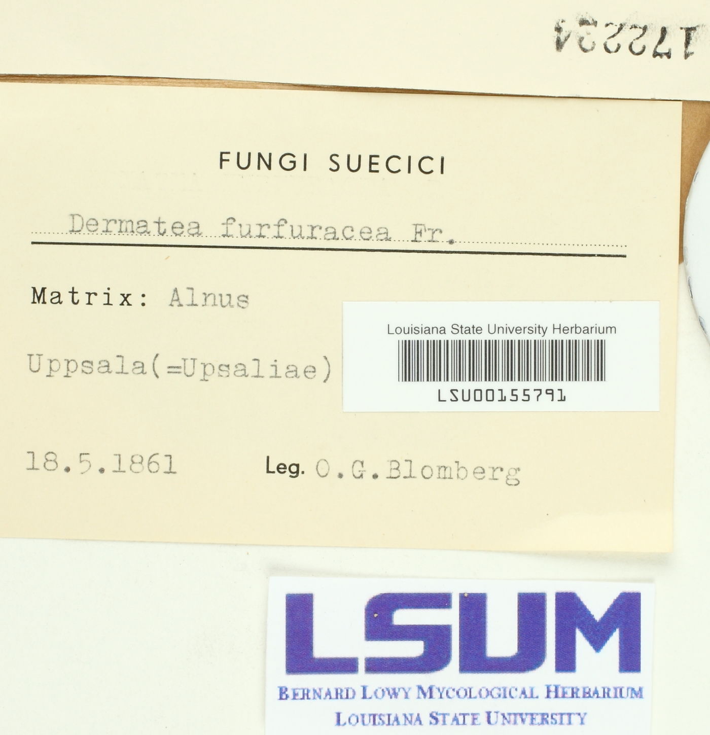 Dermatea furfuracea image