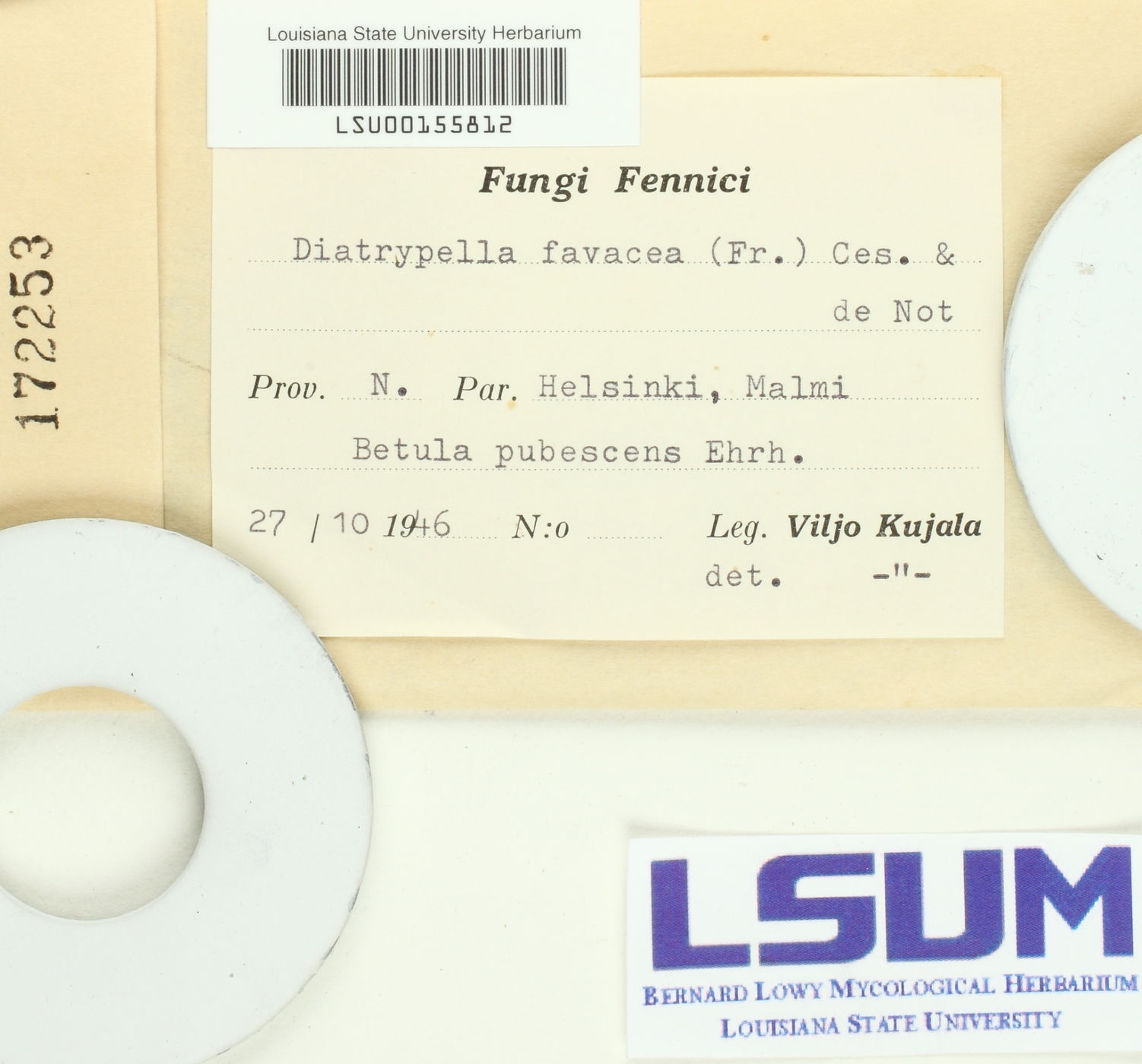 Diatrypella favacea image