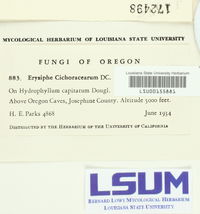 Golovinomyces cichoracearum image