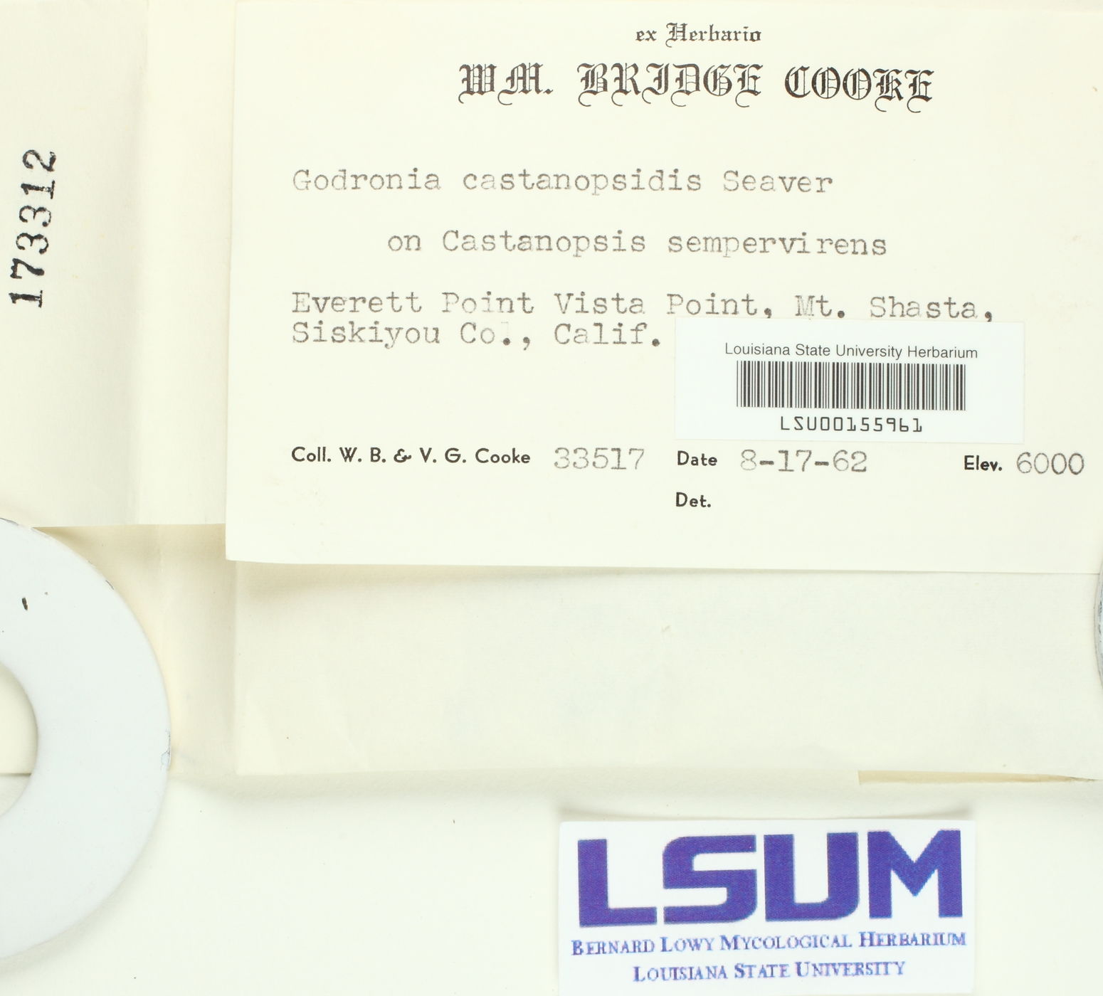 Coccomyces castanopsidis image