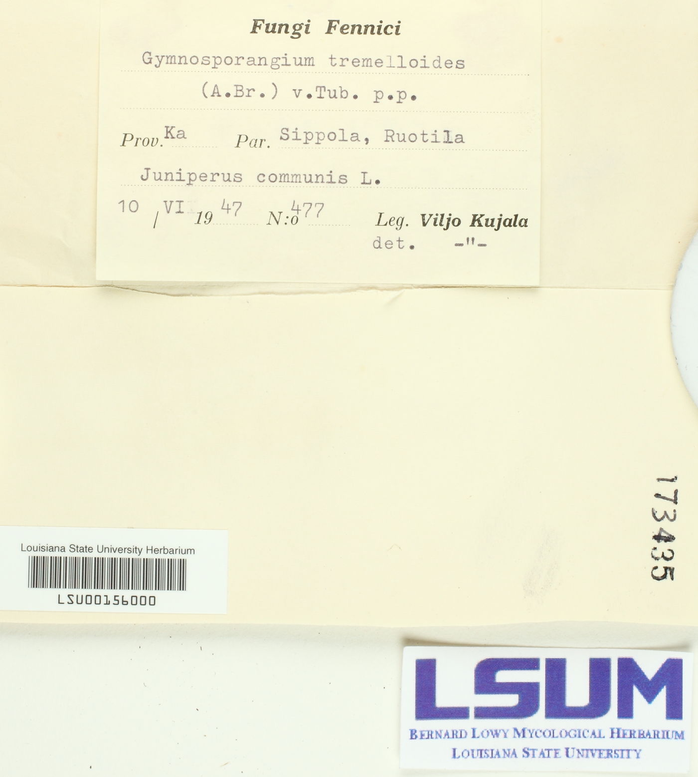 Gymnosporangium tremelloides image