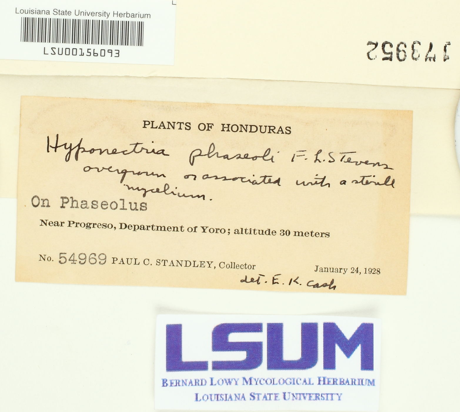 Hyponectria phaseoli image