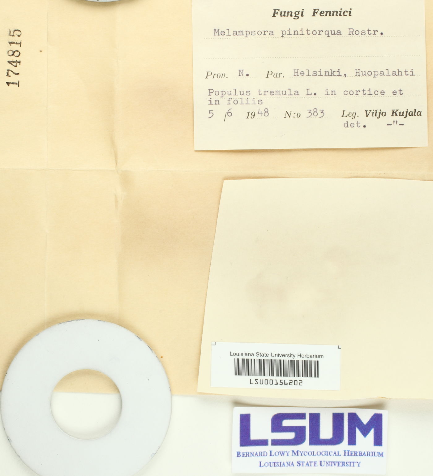 Melampsora populnea image