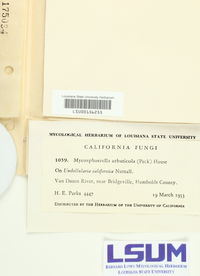 Mycosphaerella arbuticola image