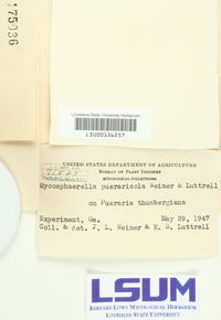 Mycosphaerella pueraricola image
