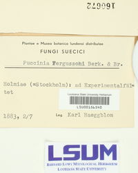 Puccinia fergussonii image