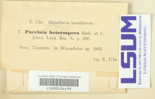 Puccinia heterospora image