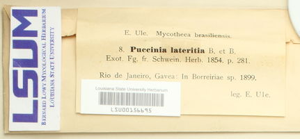 Puccinia lateritia image