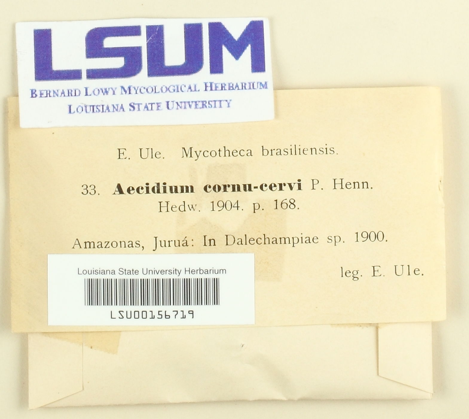 Aecidium cornu-cervae image