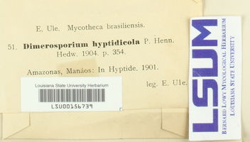 Dimerosporium hyptidicola image