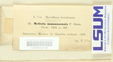 Meliola manaosensis image