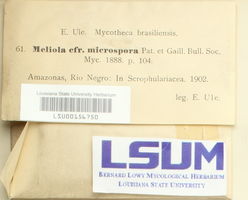 Meliola microspora image