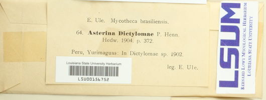Asterina dictylomae image