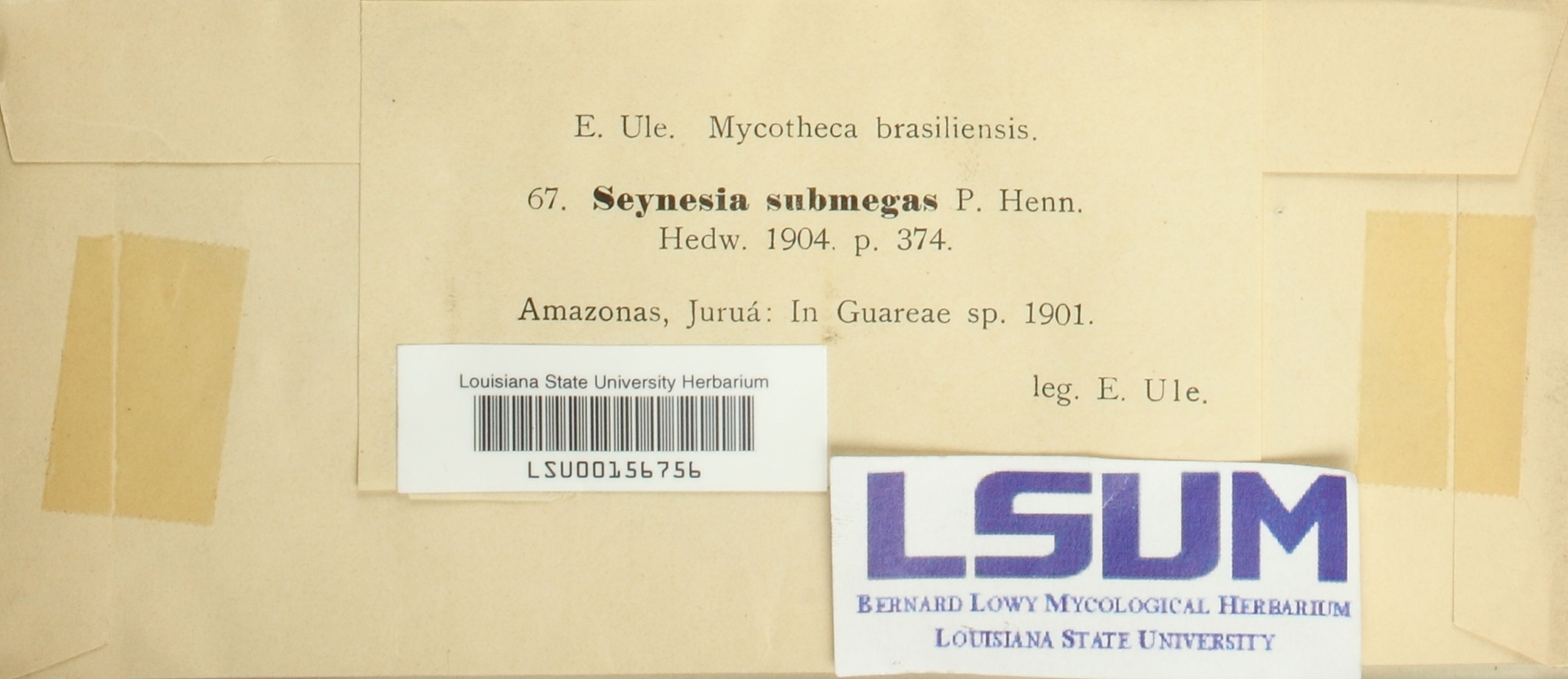 Seynesia submegas image