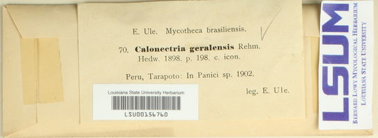Calonectria geralensis image