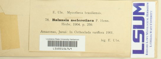 Balansia asclerotiaca image