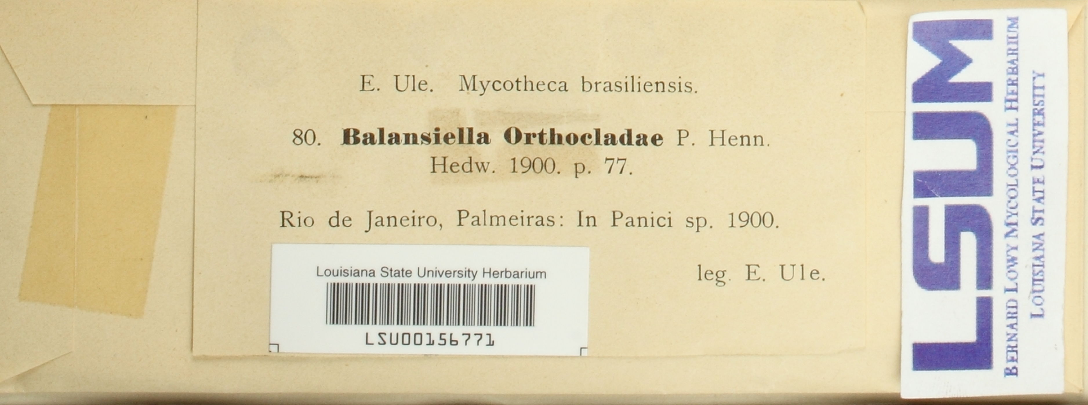 Balansiella orthocladae image