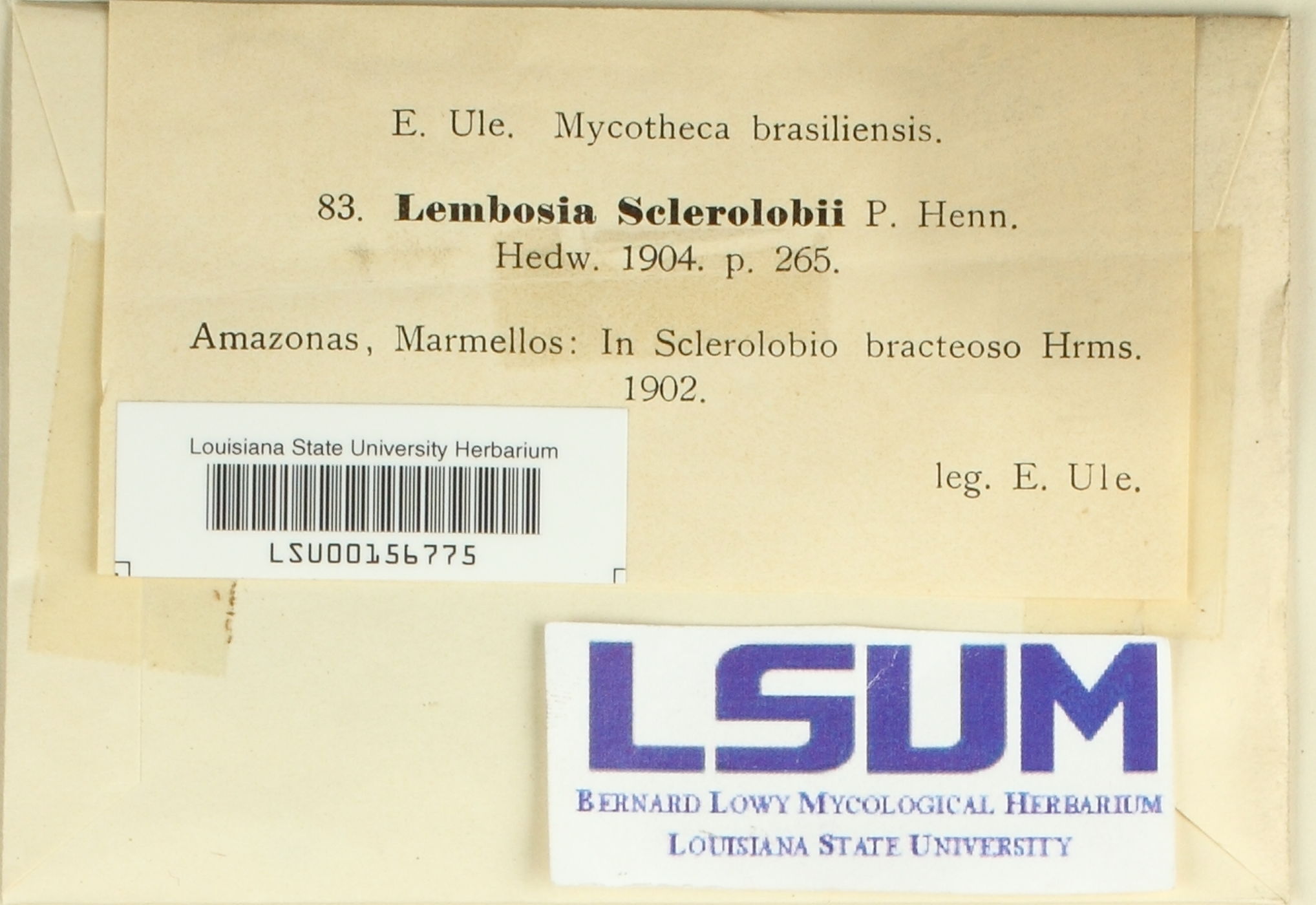 Lembosia sclerolobii image