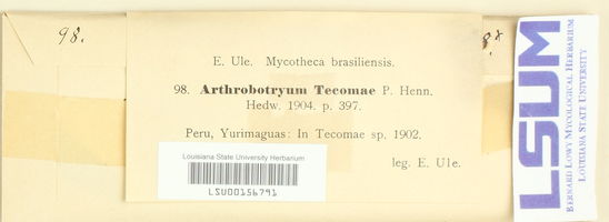Arthrobotryum tecomae image
