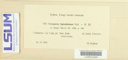 Uromyces setariae-italicae image