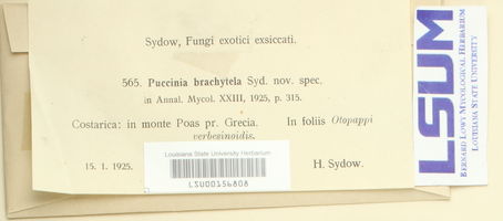 Puccinia brachytela image