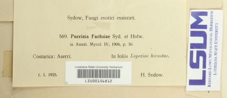 Puccinia fuchsiae image