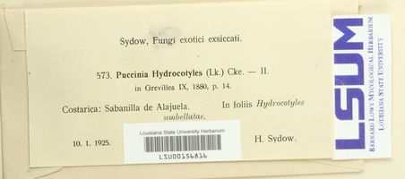 Puccinia hydrocotyles image