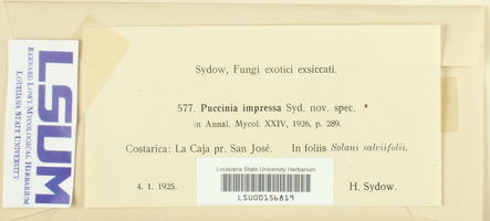 Puccinia impressa image