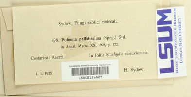 Polioma pallidissima image