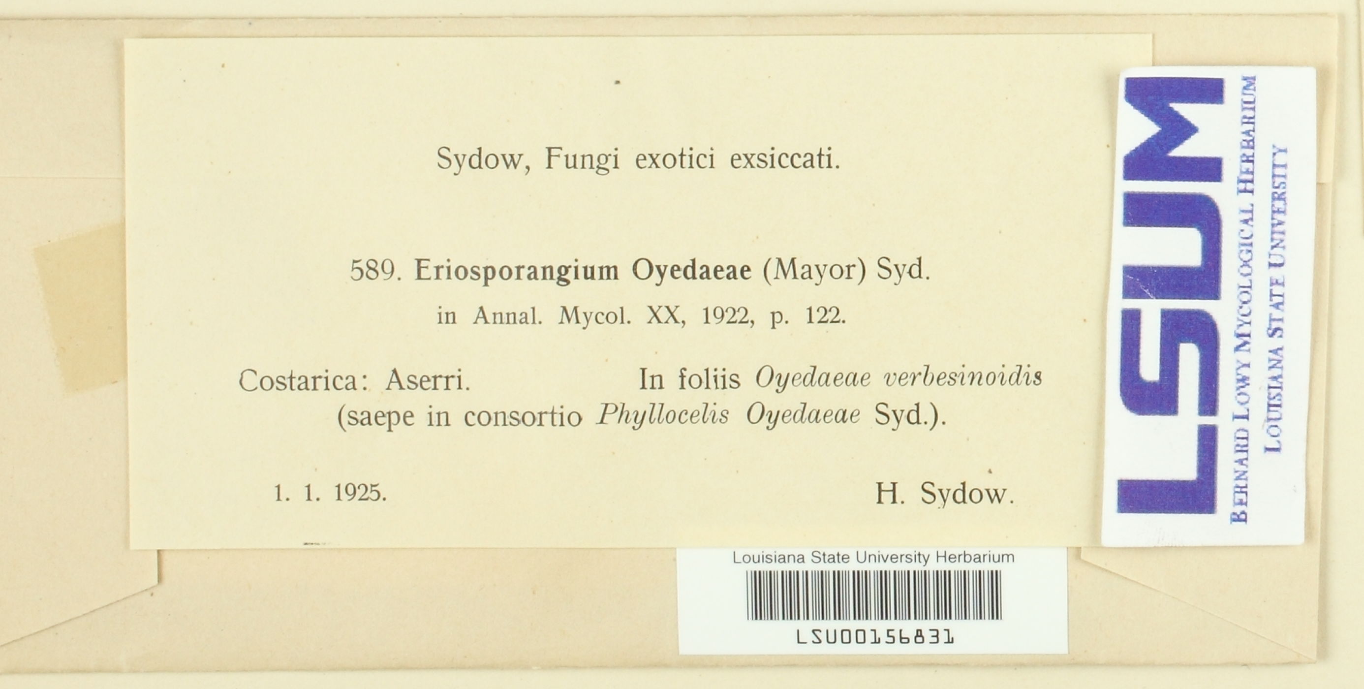 Eriosporangium oyedaeae image
