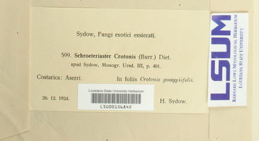 Schroeteriaster crotonis image