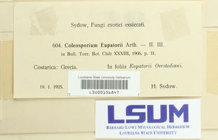 Coleosporium eupatorii image