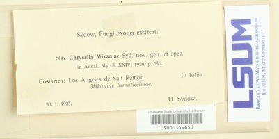 Chrysella mikaniae image